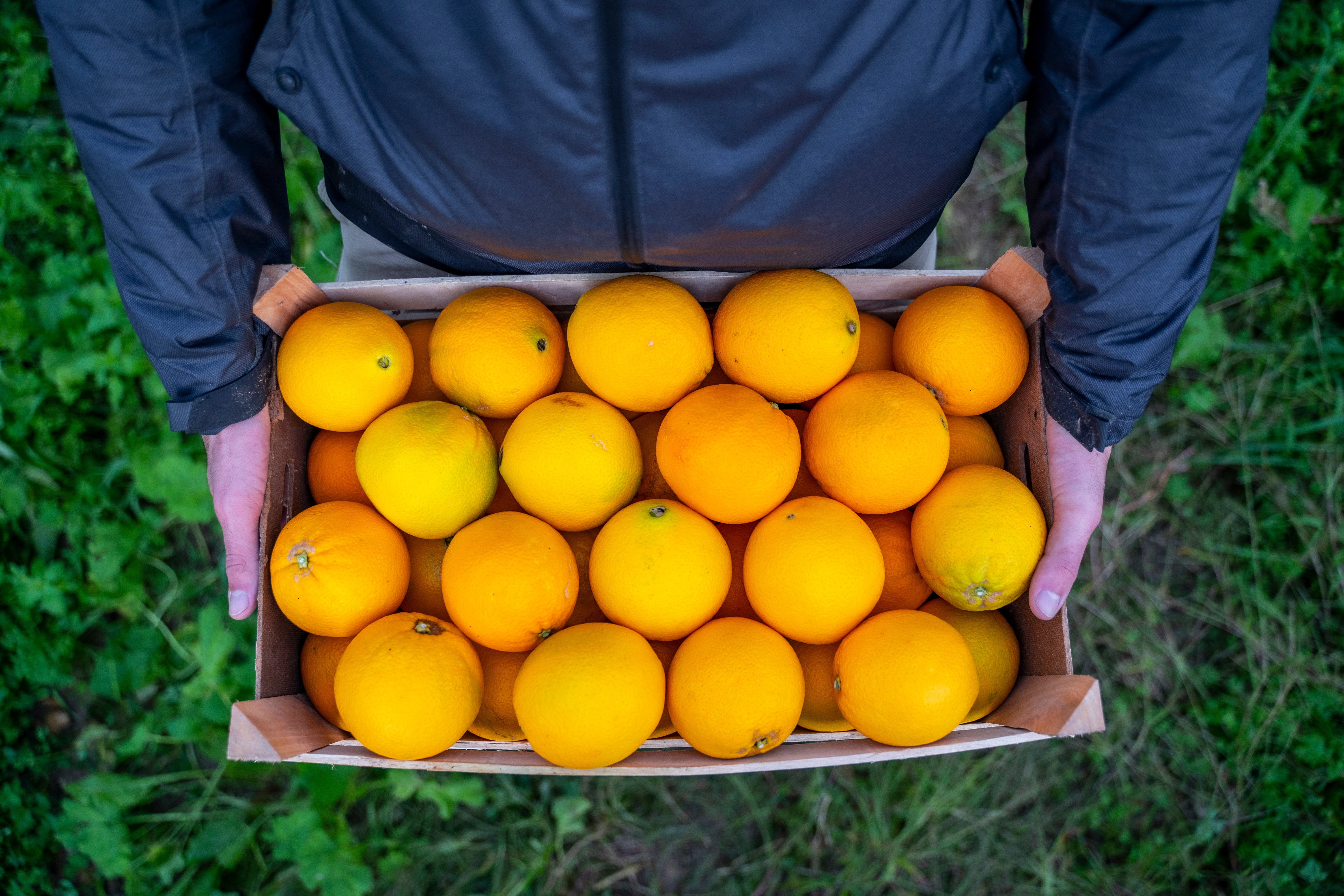 Limoni da Spremuta di Ribera