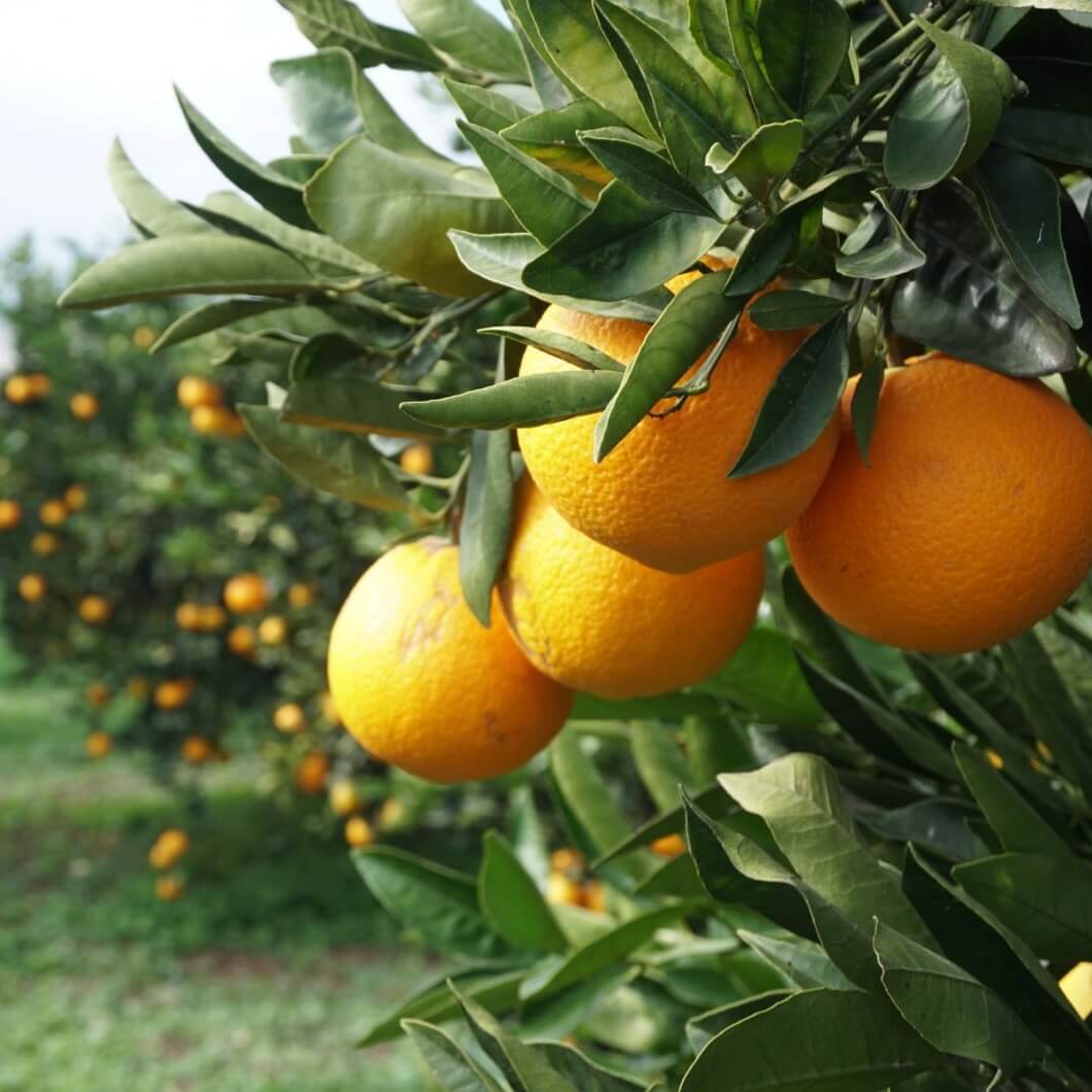 Arance Vaniglia Apireno