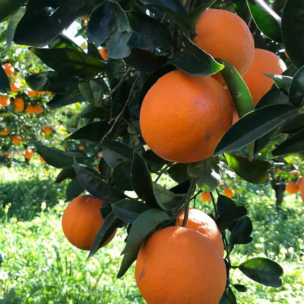 Arance di Ribera W. Navel (da tavola)