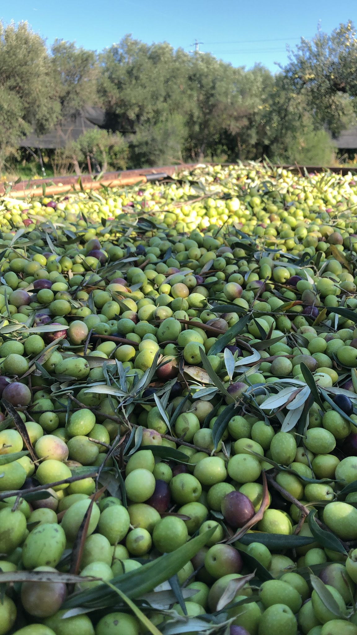 Olio Extravergine di Oliva Siciliano (molitura 2024/25)