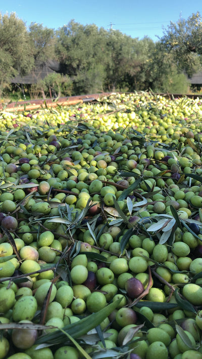 Olio Extravergine di Oliva Siciliano (molitura 2024/25)